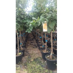 Limonero Eureka 4 Estaciones al Por Mayor – Maceta de 10L