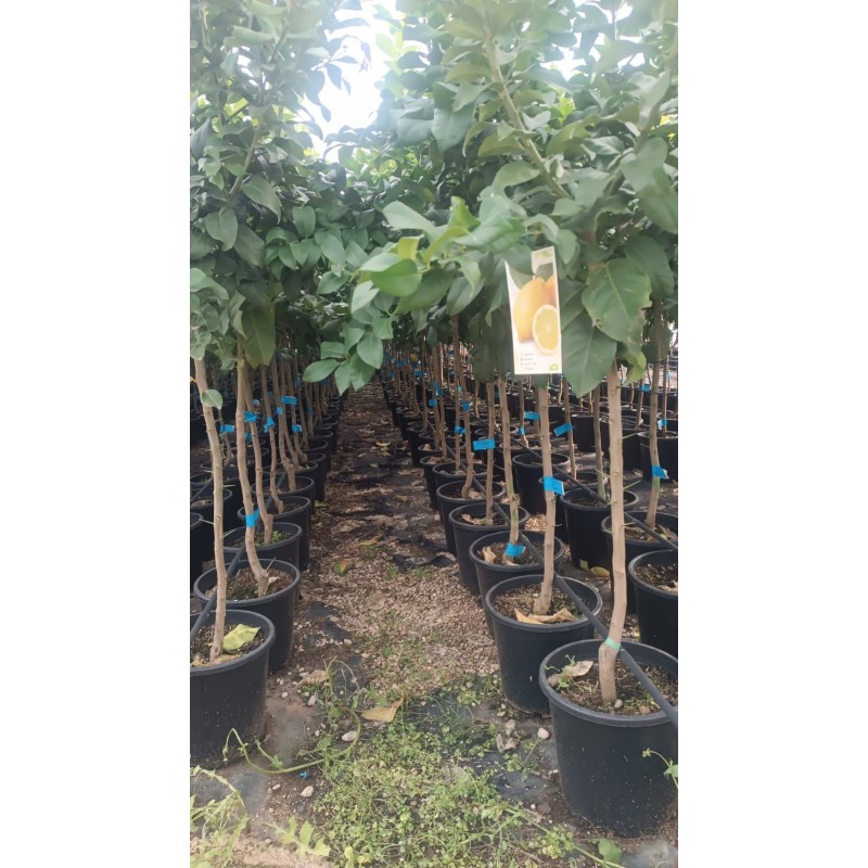 Limonero Eureka 4 Estaciones al Por Mayor – Maceta de 10L