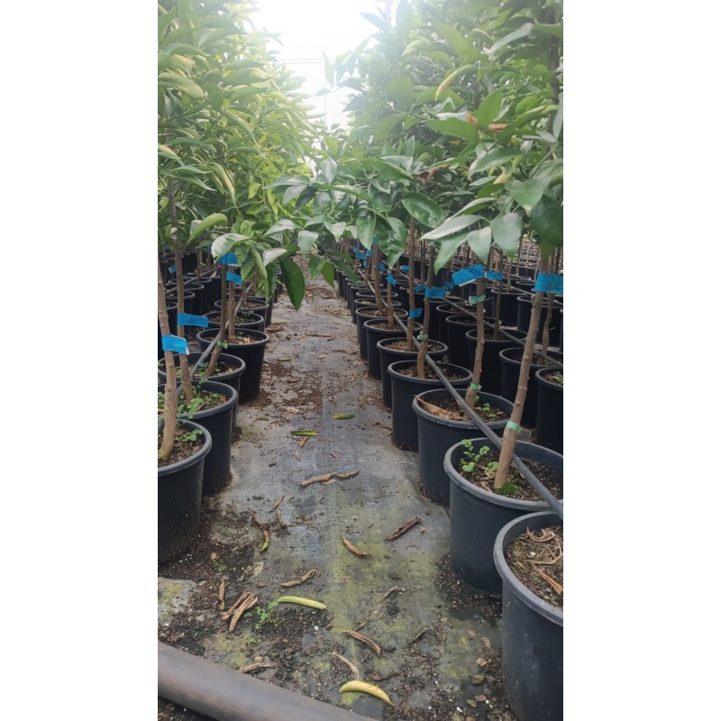 Mandarino Hernandina al Por Mayor – Árboles Frutales para Profesionales