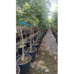 Naranjo Navelina al Por Mayor – Maceta de 10L