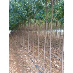 Moreras Morus Fruitless a Raíz Desnuda al Por Mayor – 12-14 cm