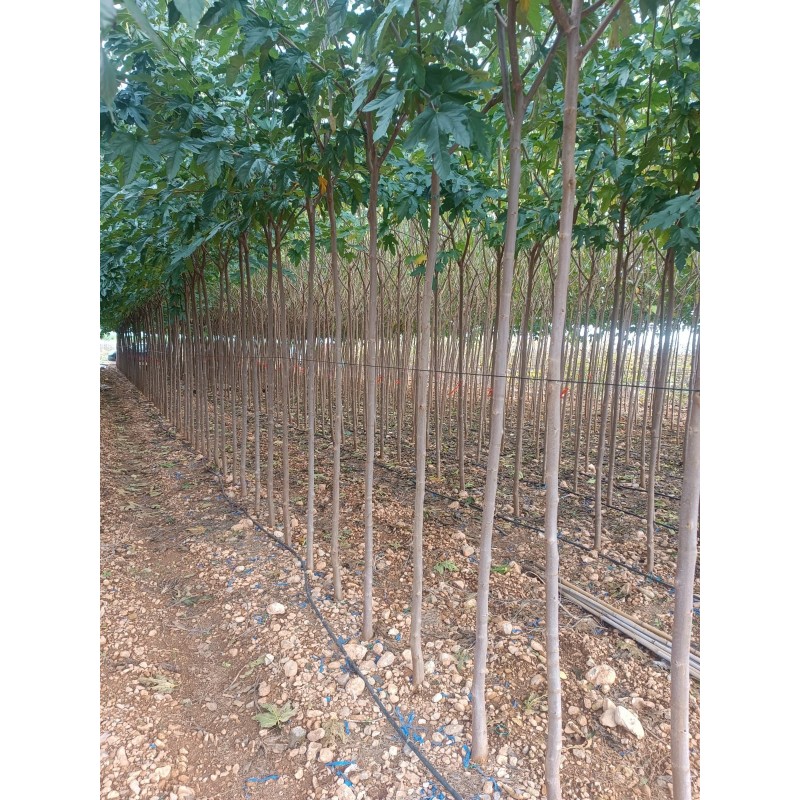 Moreras Morus Fruitless a Raíz Desnuda al Por Mayor – 12-14 cm