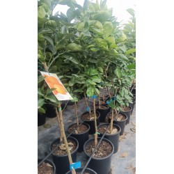 Naranjo Lane Late al Por Mayor – Maceta de 10L