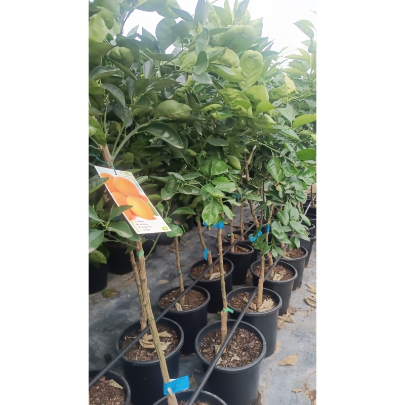 Naranjo Lane Late al Por Mayor – Maceta de 10L