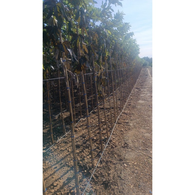 Moreras a Raíz Desnuda al Por Mayor – 6-8 cm de Diámetro