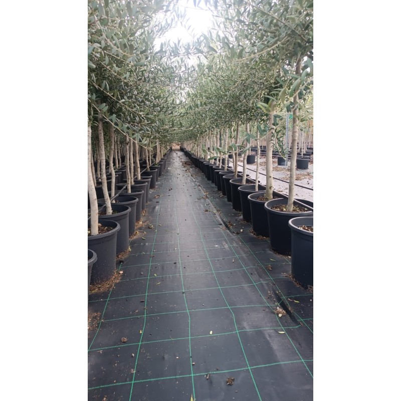 Olivo Arbequina al Por Mayor – Maceta de 10L