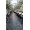 Olivo Arbequina al Por Mayor – Maceta de 10L