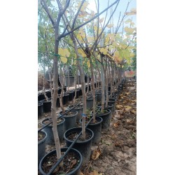 Higuera Negra Breva al Por Mayor – Maceta de 10L