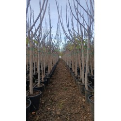 Higuera Dama Blanca al Por Mayor – Maceta de 10L