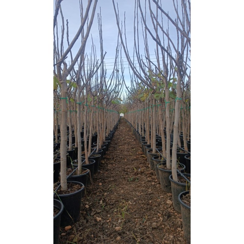 Higuera Dama Blanca al Por Mayor – Maceta de 10L