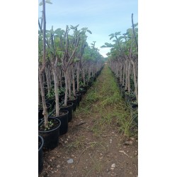 Higuera Dama Blanca al Por Mayor – Maceta de 5L