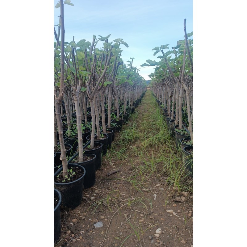 Higuera Dama Blanca al Por Mayor – Maceta de 5L